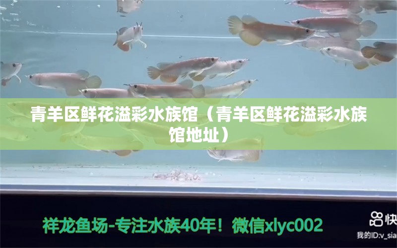 青羊區(qū)鮮花溢彩水族館（青羊區(qū)鮮花溢彩水族館地址）