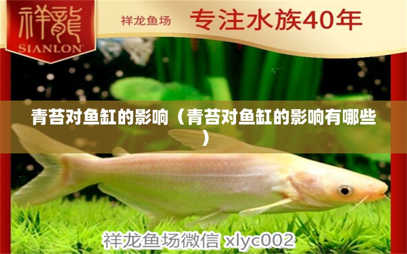 青苔對(duì)魚缸的影響（青苔對(duì)魚缸的影響有哪些） 祥龍水族醫(yī)院