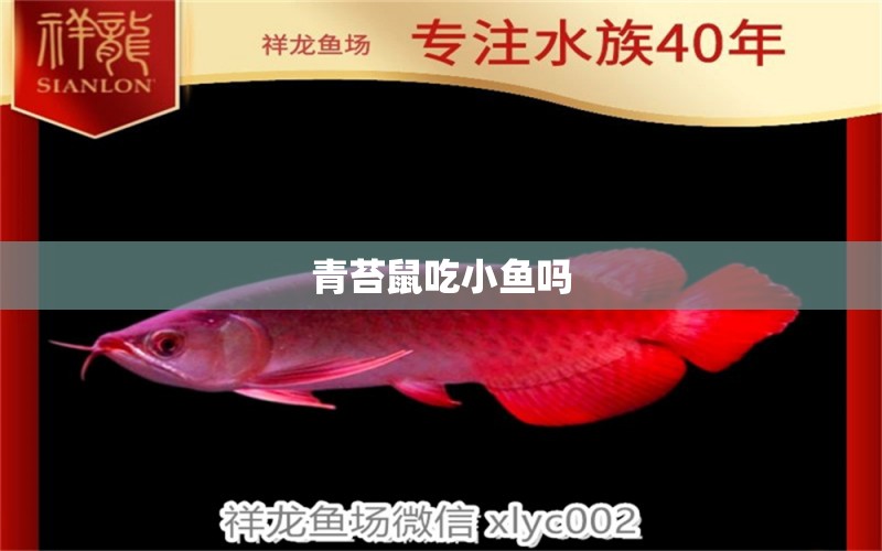 青苔鼠吃小魚嗎