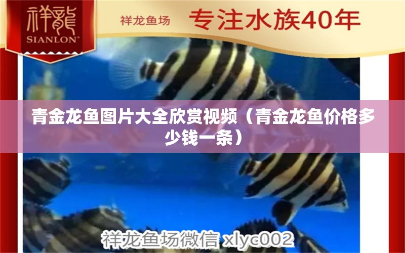 青金龍魚圖片大全欣賞視頻（青金龍魚價格多少錢一條）