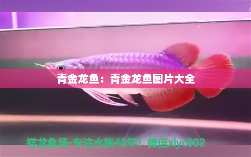 青金龍魚：青金龍魚圖片大全