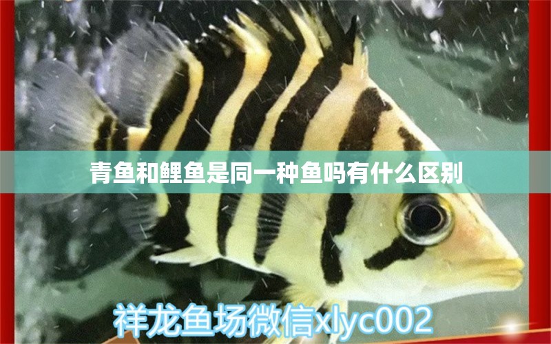 青魚和鯉魚是同一種魚嗎有什么區(qū)別 觀賞魚市場