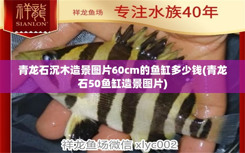 青龍石沉木造景圖片60cm的魚缸多少錢(青龍石50魚缸造景圖片) 過背金龍魚 第1張