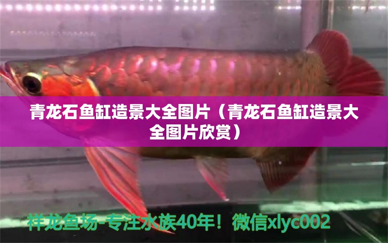 青龍石魚(yú)缸造景大全圖片（青龍石魚(yú)缸造景大全圖片欣賞）