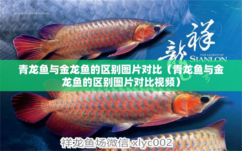 青龍魚與金龍魚的區(qū)別圖片對(duì)比（青龍魚與金龍魚的區(qū)別圖片對(duì)比視頻）