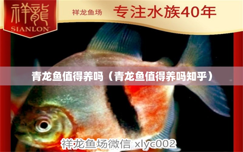 青龍魚值得養(yǎng)嗎（青龍魚值得養(yǎng)嗎知乎） 青龍魚