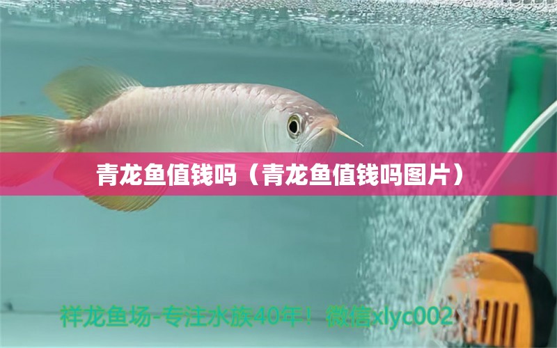 青龍魚值錢嗎（青龍魚值錢嗎圖片） 青龍魚