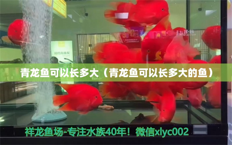 青龍魚可以長(zhǎng)多大（青龍魚可以長(zhǎng)多大的魚） 青龍魚