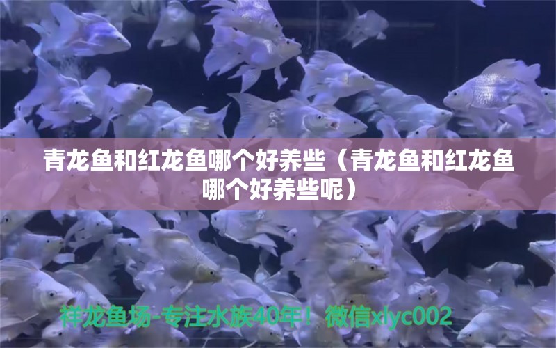 青龍魚和紅龍魚哪個(gè)好養(yǎng)些（青龍魚和紅龍魚哪個(gè)好養(yǎng)些呢） 青龍魚