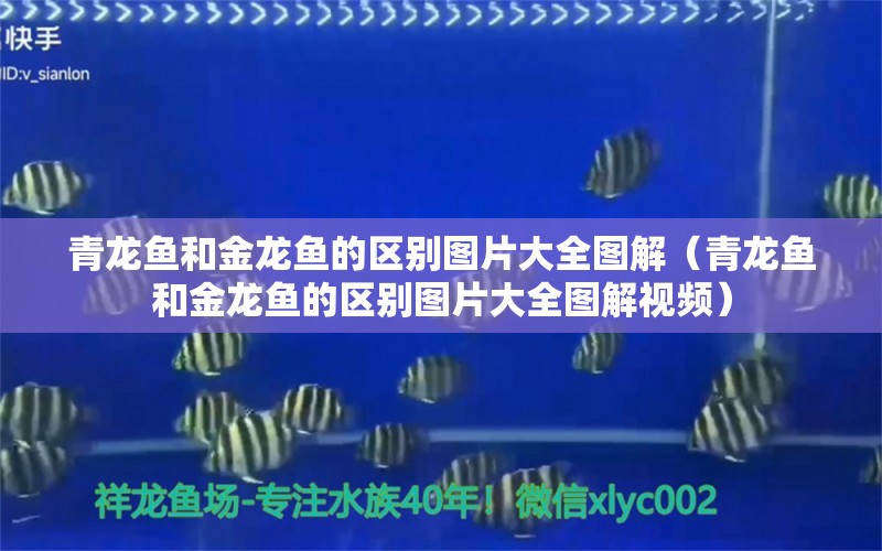 青龍魚和金龍魚的區(qū)別圖片大全圖解（青龍魚和金龍魚的區(qū)別圖片大全圖解視頻） 青龍魚