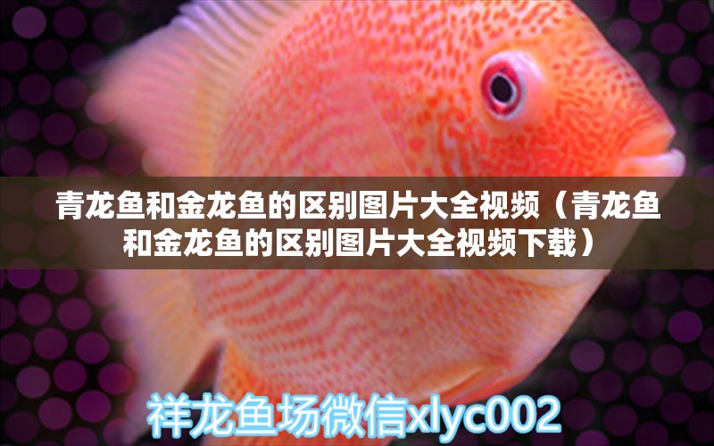 青龍魚(yú)和金龍魚(yú)的區(qū)別圖片大全視頻（青龍魚(yú)和金龍魚(yú)的區(qū)別圖片大全視頻下載）