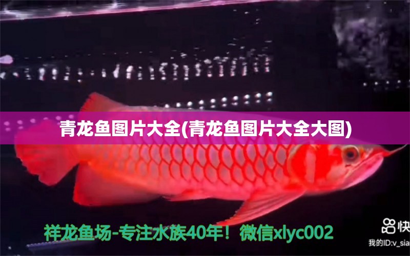 青龍魚圖片大全(青龍魚圖片大全大圖) 青龍魚