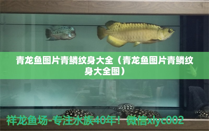 青龍魚圖片青鱗紋身大全（青龍魚圖片青鱗紋身大全圖） 青龍魚