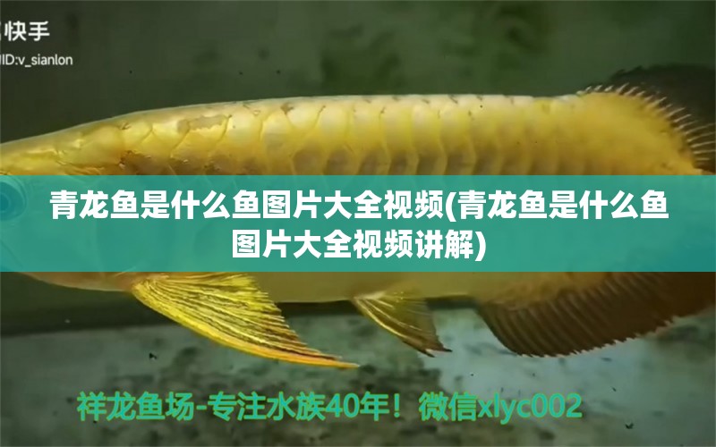 青龍魚是什么魚圖片大全視頻(青龍魚是什么魚圖片大全視頻講解) 龍魚專用燈