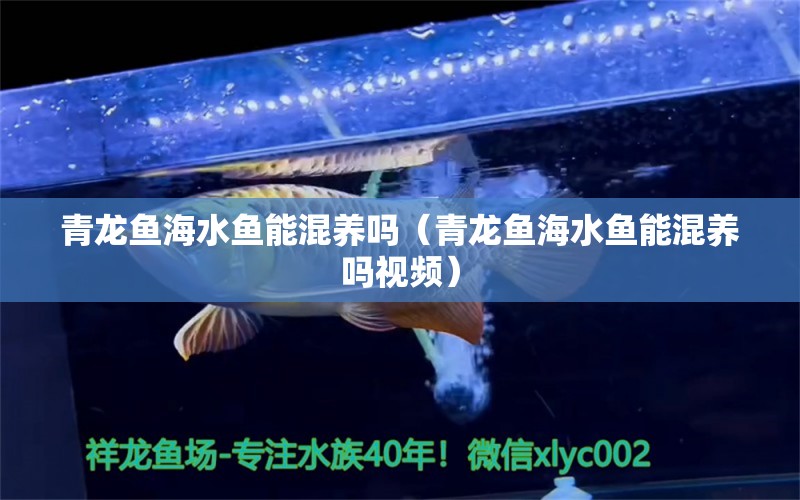 青龍魚海水魚能混養(yǎng)嗎（青龍魚海水魚能混養(yǎng)嗎視頻）