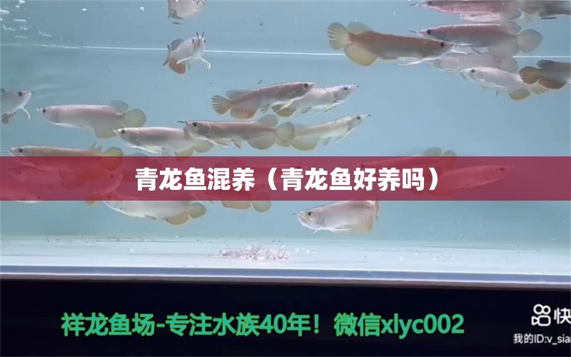 青龍魚(yú)混養(yǎng)（青龍魚(yú)好養(yǎng)嗎）