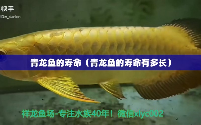 青龍魚(yú)的壽命（青龍魚(yú)的壽命有多長(zhǎng)） 青龍魚(yú)