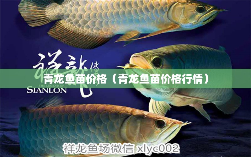 青龍魚苗價格（青龍魚苗價格行情）