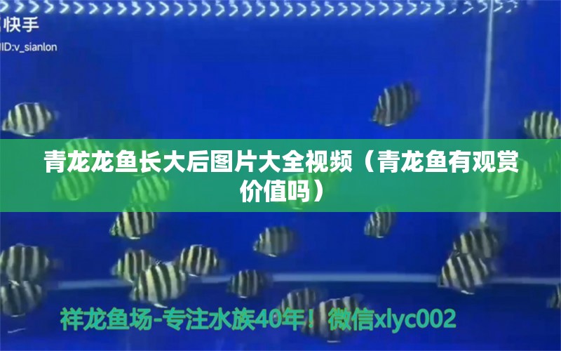 青龍龍魚長大后圖片大全視頻（青龍魚有觀賞價(jià)值嗎） 海水魚 第1張