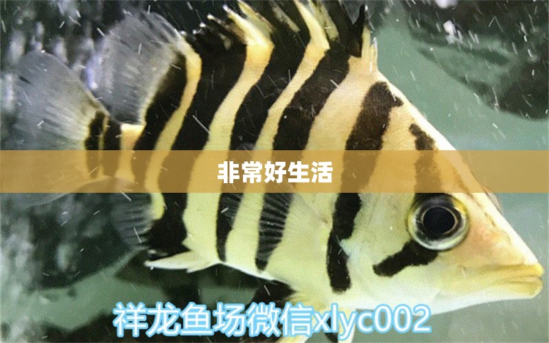 非常好生活 白子黃化銀龍魚