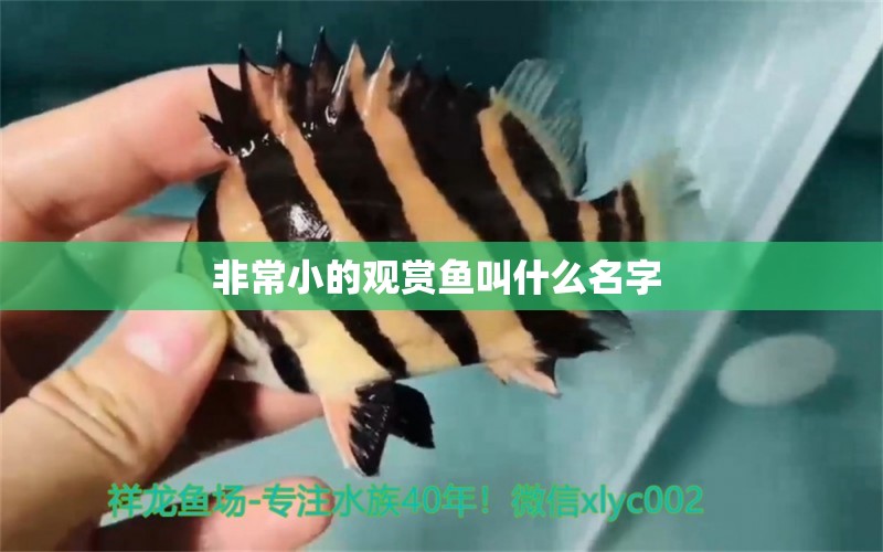 非常小的觀賞魚叫什么名字 