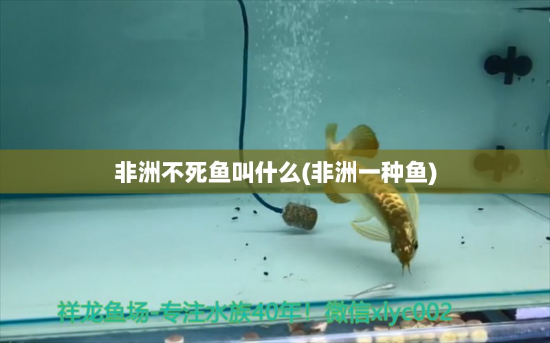 非洲不死魚叫什么(非洲一種魚) 三色錦鯉魚