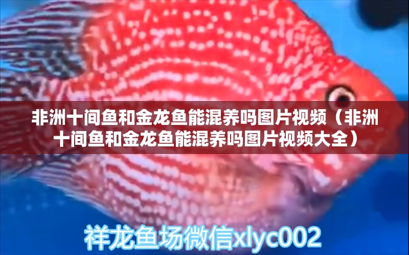 非洲十間魚(yú)和金龍魚(yú)能混養(yǎng)嗎圖片視頻（非洲十間魚(yú)和金龍魚(yú)能混養(yǎng)嗎圖片視頻大全）