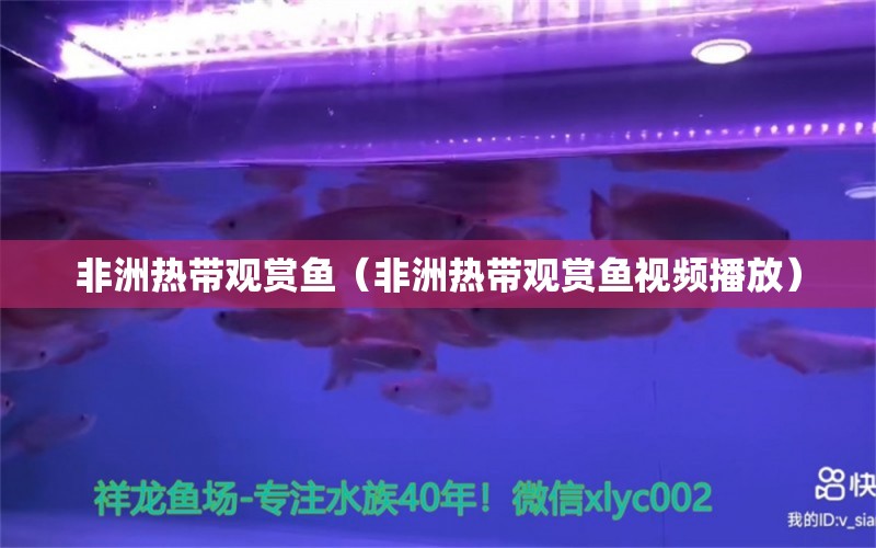 非洲熱帶觀賞魚（非洲熱帶觀賞魚視頻播放）