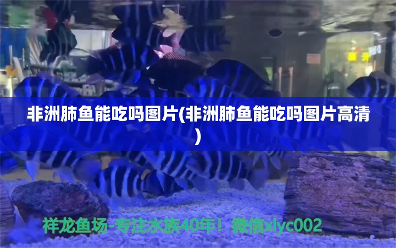 非洲肺魚能吃嗎圖片(非洲肺魚能吃嗎圖片高清) 肺魚 第1張