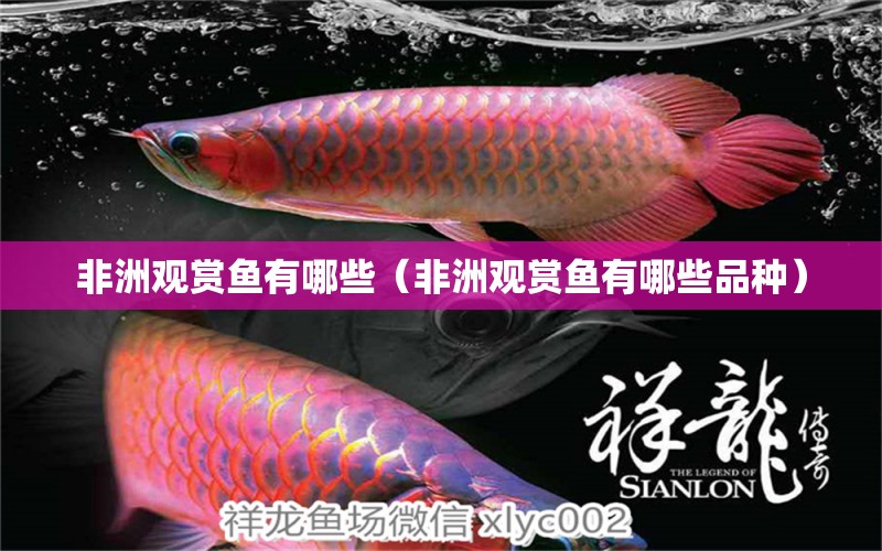 非洲觀賞魚(yú)有哪些（非洲觀賞魚(yú)有哪些品種） 申古三間魚(yú)