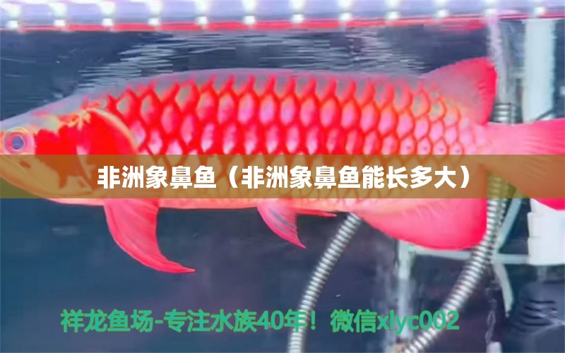 非洲象鼻魚（非洲象鼻魚能長多大） 非洲象鼻魚