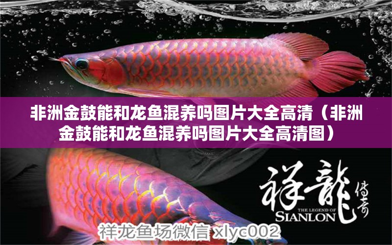 非洲金鼓能和龍魚混養(yǎng)嗎圖片大全高清（非洲金鼓能和龍魚混養(yǎng)嗎圖片大全高清圖）