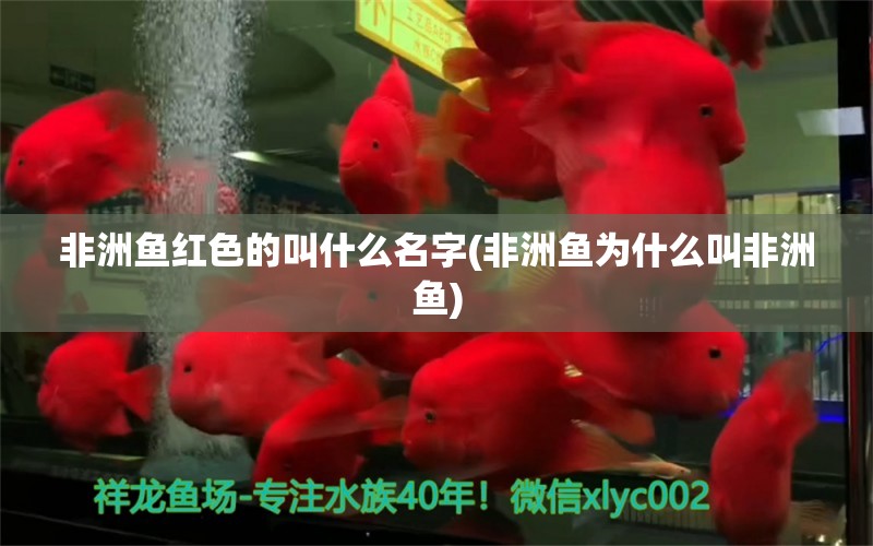 非洲魚紅色的叫什么名字(非洲魚為什么叫非洲魚) 海水魚