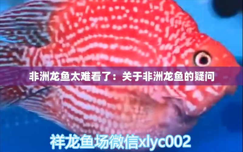 非洲龍魚太難看了：關(guān)于非洲龍魚的疑問(wèn) 水族問(wèn)答 第2張