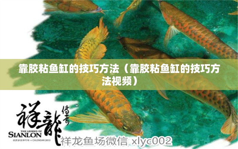 靠膠粘魚缸的技巧方法（靠膠粘魚缸的技巧方法視頻）