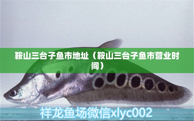 鞍山三臺(tái)子魚市地址（鞍山三臺(tái)子魚市營業(yè)時(shí)間） 廣州龍魚批發(fā)市場