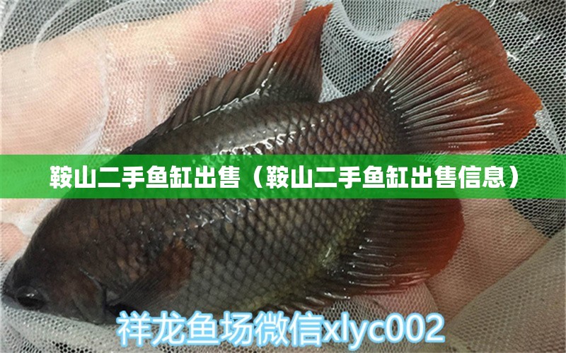 鞍山二手魚缸出售（鞍山二手魚缸出售信息）