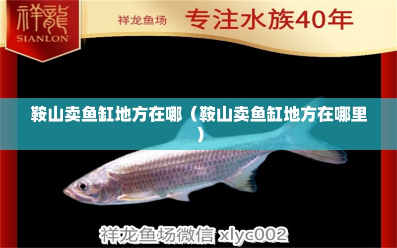 鞍山賣(mài)魚(yú)缸地方在哪（鞍山賣(mài)魚(yú)缸地方在哪里）