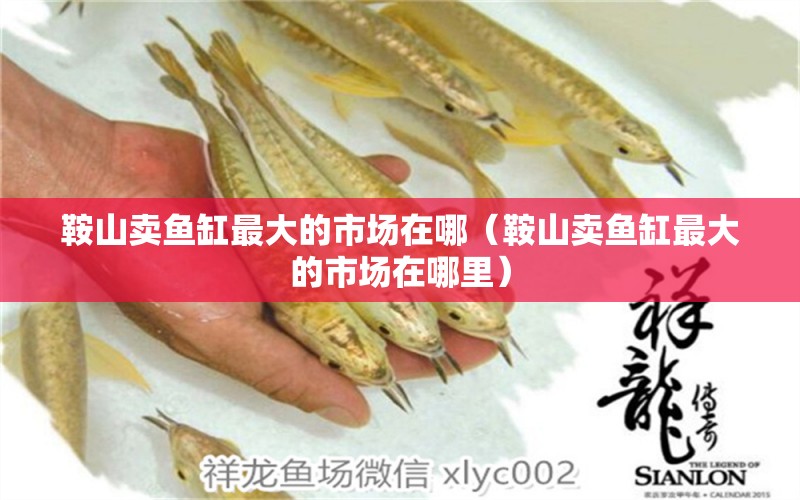 鞍山賣(mài)魚(yú)缸最大的市場(chǎng)在哪（鞍山賣(mài)魚(yú)缸最大的市場(chǎng)在哪里）