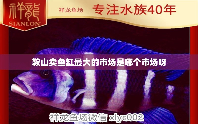 鞍山賣魚缸最大的市場是哪個(gè)市場呀 祥龍魚場