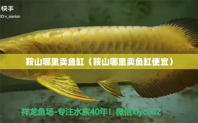 鞍山哪里賣魚缸（鞍山哪里賣魚缸便宜）