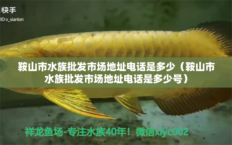 鞍山市水族批發(fā)市場地址電話是多少（鞍山市水族批發(fā)市場地址電話是多少號）