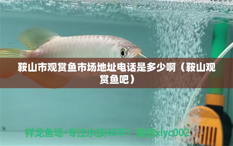 鞍山市觀賞魚市場(chǎng)地址電話是多少?。ò吧接^賞魚吧） 觀賞魚批發(fā)