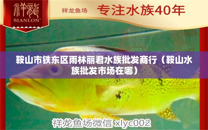 鞍山市鐵東區(qū)雨林麗君水族批發(fā)商行（鞍山水族批發(fā)市場在哪）