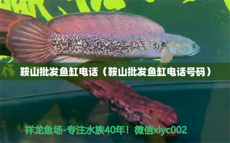 鞍山批發(fā)魚缸電話（鞍山批發(fā)魚缸電話號碼）