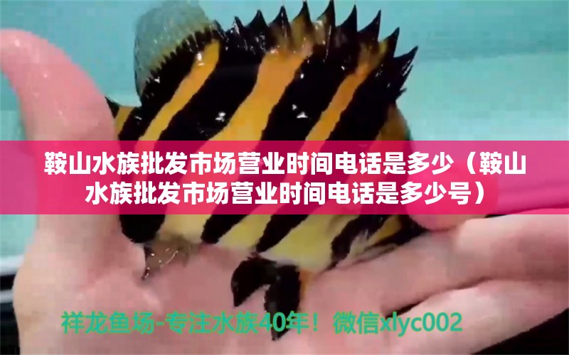 鞍山水族批發(fā)市場(chǎng)營業(yè)時(shí)間電話是多少（鞍山水族批發(fā)市場(chǎng)營業(yè)時(shí)間電話是多少號(hào)）