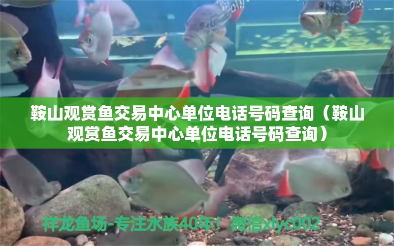 鞍山觀賞魚交易中心單位電話號碼查詢（鞍山觀賞魚交易中心單位電話號碼查詢）