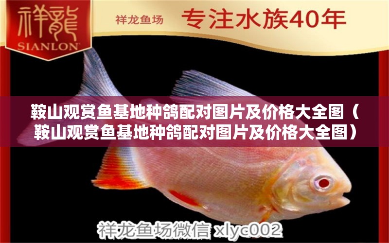 鞍山觀賞魚基地種鴿配對圖片及價格大全圖（鞍山觀賞魚基地種鴿配對圖片及價格大全圖） 細(xì)線銀版魚