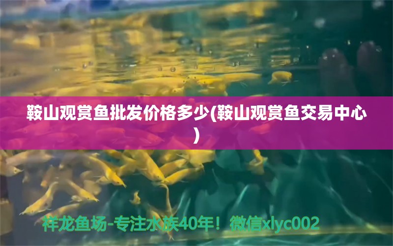 鞍山觀賞魚批發(fā)價(jià)格多少(鞍山觀賞魚交易中心) 觀賞魚批發(fā)