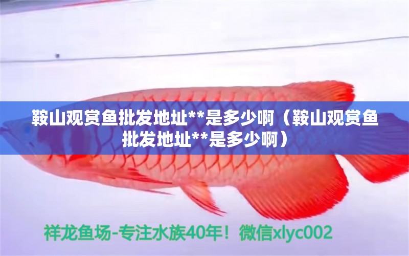 鞍山觀賞魚(yú)批發(fā)地址**是多少?。ò吧接^賞魚(yú)批發(fā)地址**是多少啊） 觀賞魚(yú)批發(fā)